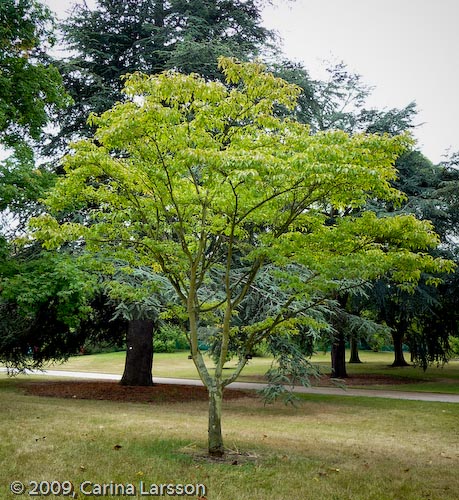 Acer henryi